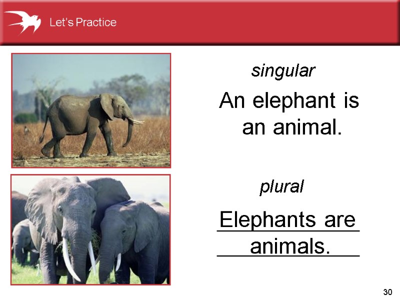 30 Elephants are  animals. An elephant is  an animal. singular plural Let’s